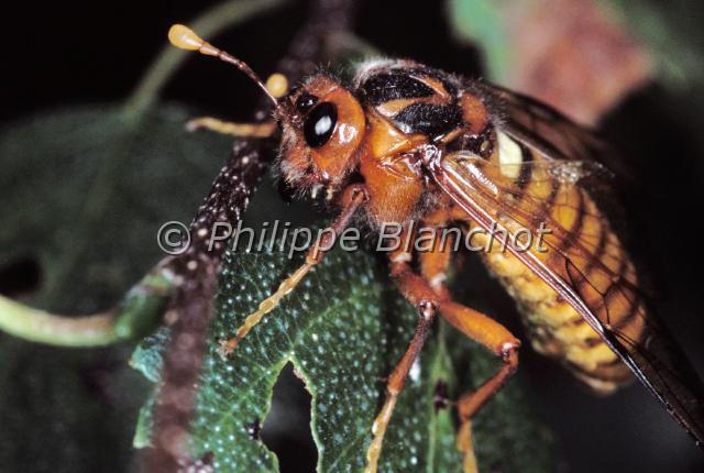 cimbex femoratus.JPG - Cimbex du bouleauCimbex femoratusBirch SawflyHymenoptera, CimbicidaeFrance